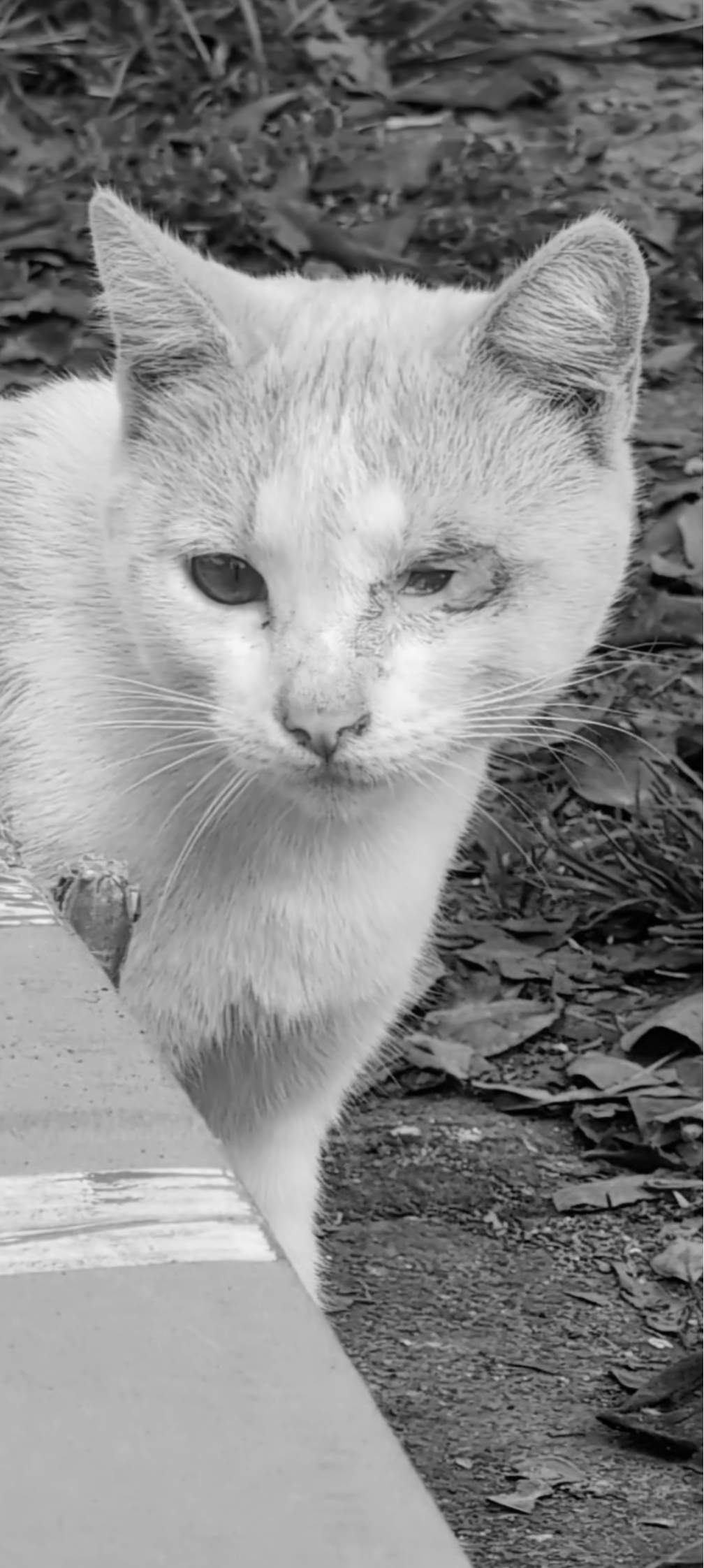 Emergency medical cat care