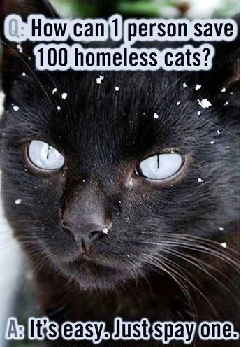 Poster: How can 1 person save 100 homeless cats? It's easy. Just spay one.