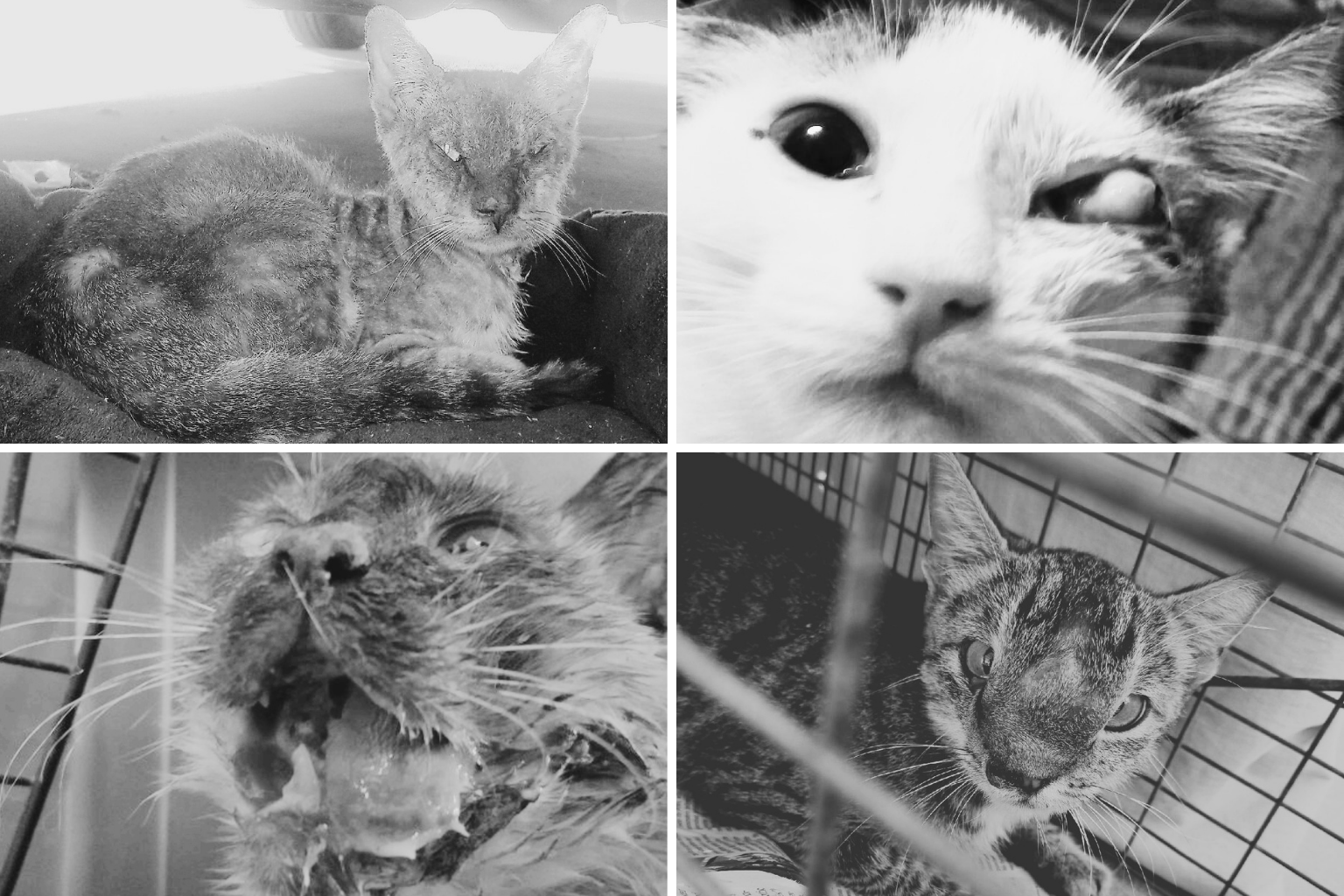 Collage of sick and injured street cats receiving care