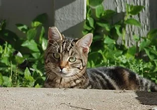 A tabby community cat with a clipped left ear-tip