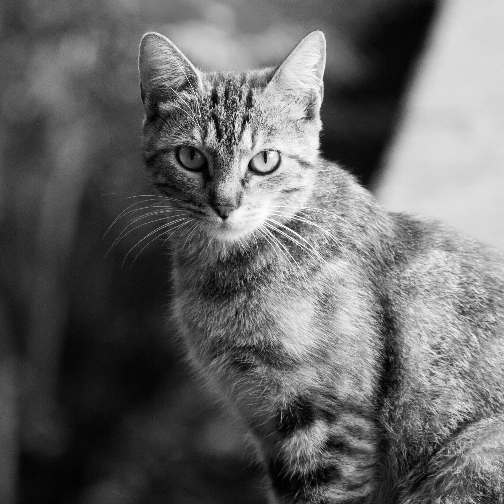 Luna, a sweet tabby