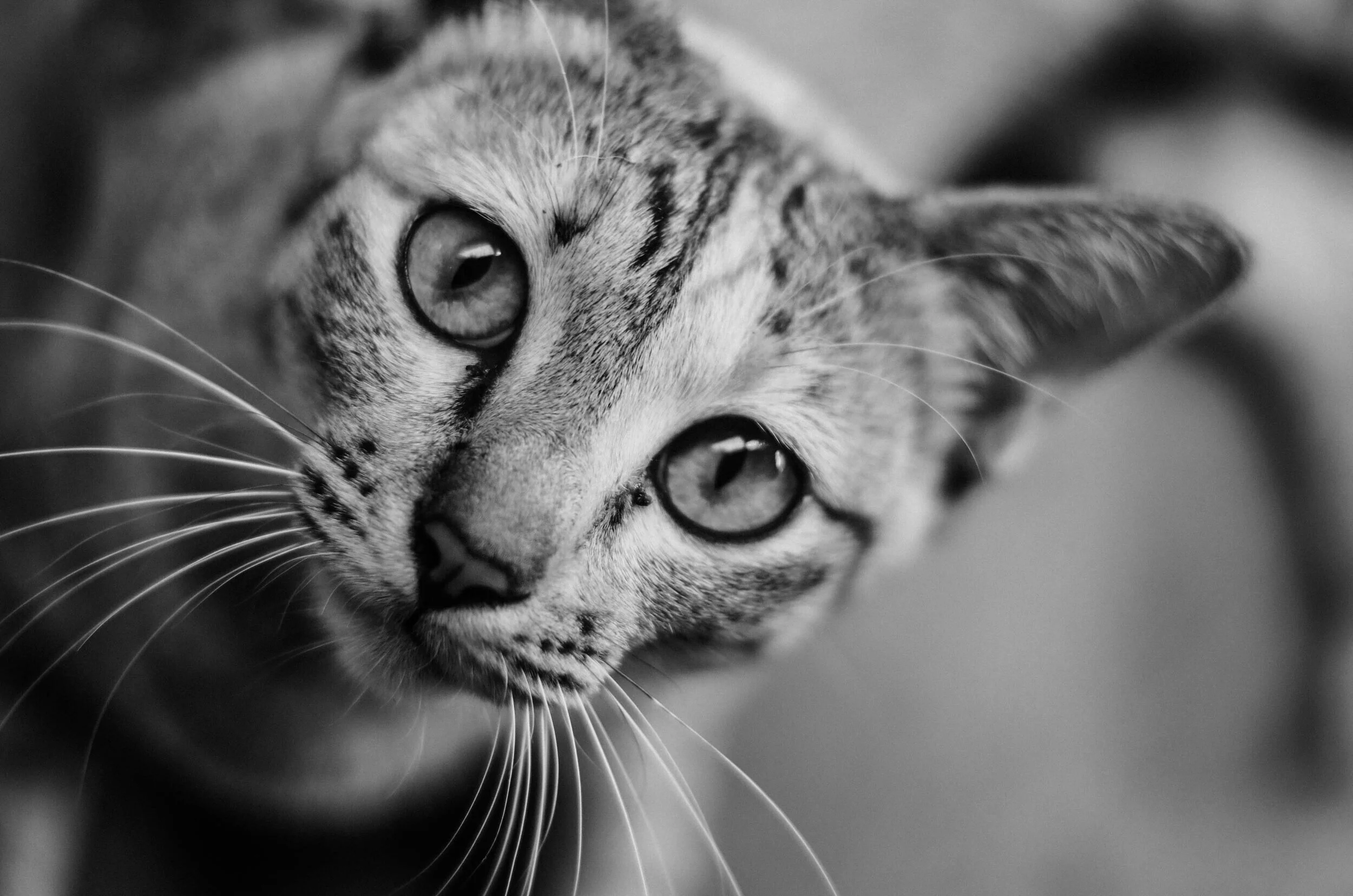 Charlie, a rescued cat