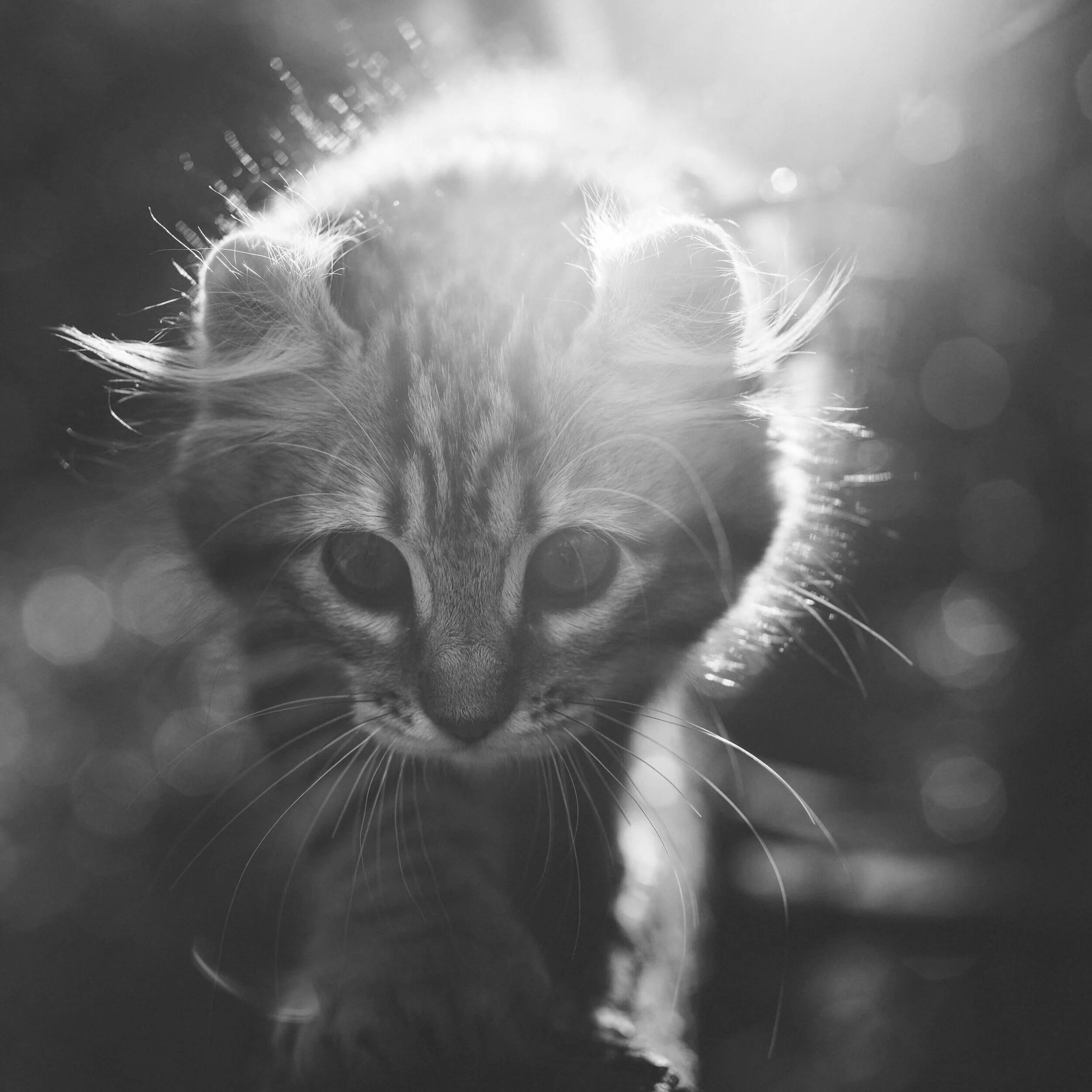 Hazel, a fluffy rescued kitten
