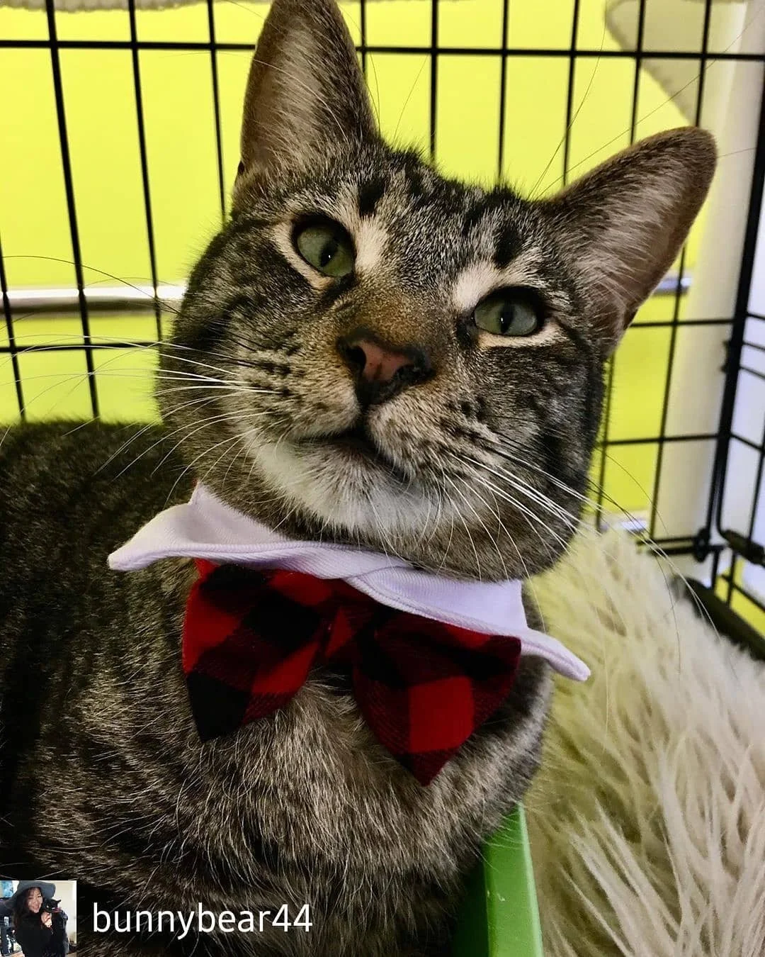 A fostered kitten thriving at home