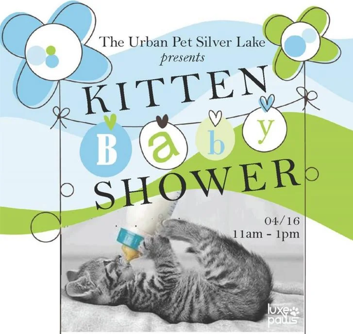 Kitten shower rescue