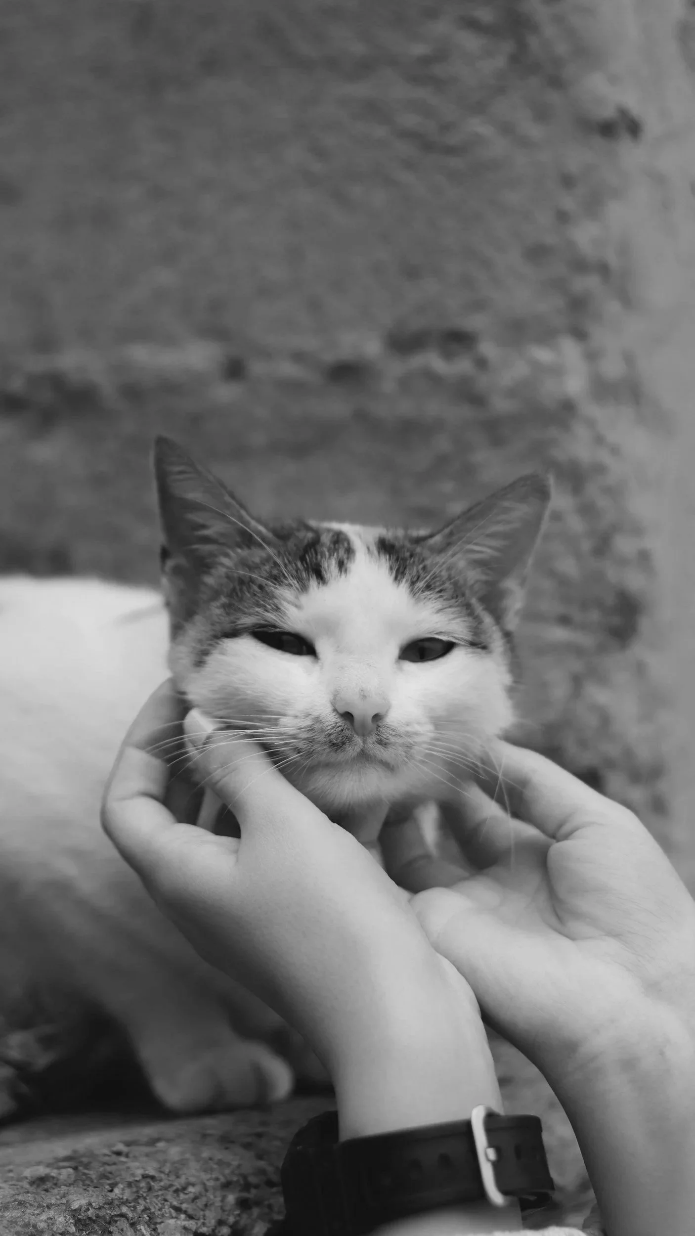 A healthy colony cat